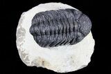 Lot: Assorted Devonian Trilobites - Pieces #80734-3